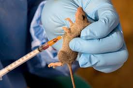 Lassa Fever: Edo Confirms 132 Cases, Records 2 More Deaths