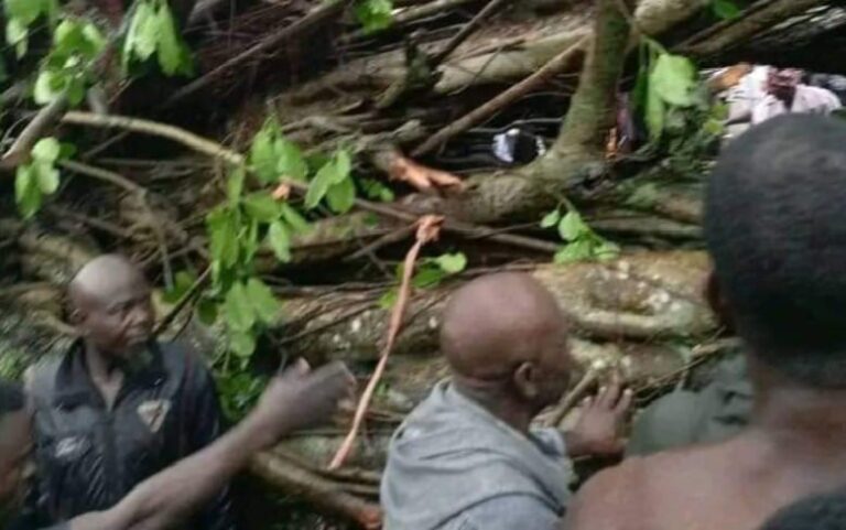 Heavy Downpour Cause Havoc In Jattu Market As Trees Kills Five