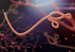 FG Tightens Border Control Over Fresh Ebola Outbreak