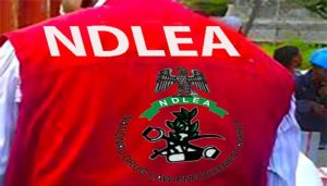 NDLEA Arrests 26, Seizes Over 41,000kg of Narcotics and Destroys Cannabis Farms in Edo
