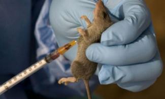Edo, Ondo, Bauchi Lead In Confirmed Cases Of Lassa Fever As Death Toll Hits 168