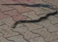 Nigerian Singer Ifunanya Dies After Snake Bite At Home, Two Cobras Found In Apartment