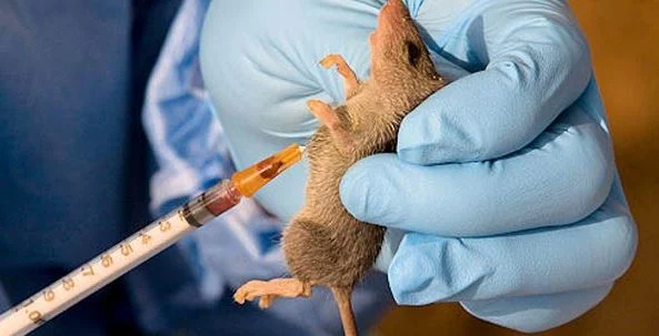 Health Commissioner Declares Lassa Fever Outbreak In Edo, Says State Records Six Deaths