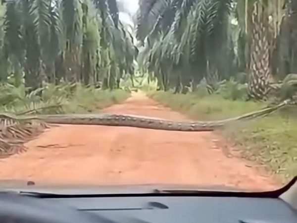 Anxiety As Anaconda Snake Invades Okomu Oil Palm Plantation in Edo