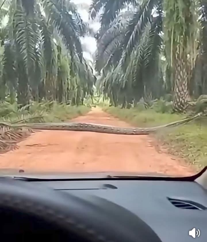 Anxiety As Anaconda Snake Invades Okomu Oil Palm Plantation in Edo